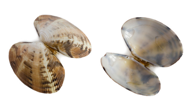 Small shell of bivalve mollusk Anadara inaequivalvis