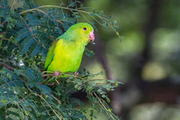 Periquito-rico
