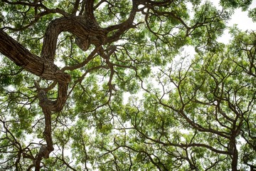Fototapeta na wymiar An upward view of tree canopy in the tropical forest, Sri Lanka, exotic adventure in Asia, green leaves, background, Upper Branches Of Tree With Fresh Green Foliage