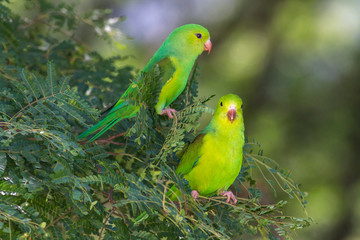 Periquito-rico