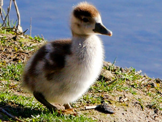 Gänse Küken
