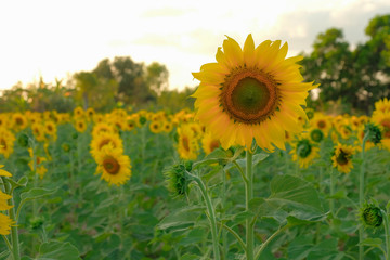 blooming yellow sunflower at agriculture farm 