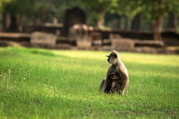 Gray langurs, sacred langurs, Indian langurs or Hanuman langurs in sacred city Anuradhapura, monkey sitting on grass with its baby, Sri Lanka, exotic adventure in Asia, ancient temple