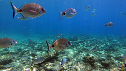 Naklejka na ściany i meble The life of underwater fish. Beauty landscape