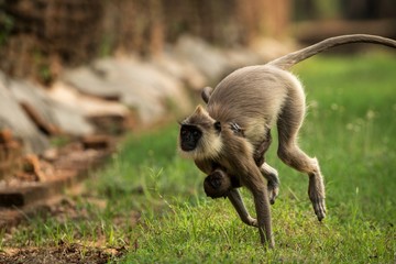 Gray langurs, sacred langurs, Indian langurs or Hanuman langurs in sacred city Anuradhapura, female monkey running on grass with her baby, Sri Lanka, exotic adventure in Asia, ancient temple
