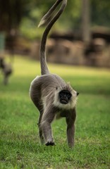 Gray langurs, sacred langurs, Indian langurs or Hanuman langurs in sacred city Anuradhapura, monkey running on grass, Sri Lanka, exotic adventure in Asia, ancient temple