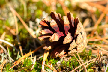 pine cone