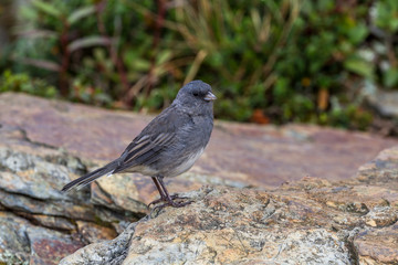 Obraz premium The Great Smoky Mountains