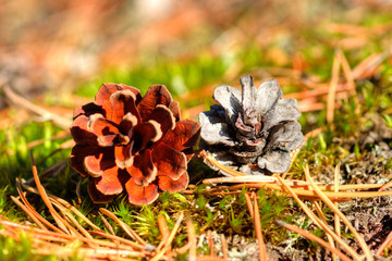 pine cones