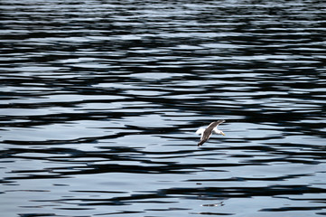 Seagull flying over the lake