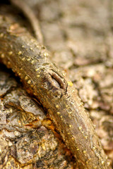 branch