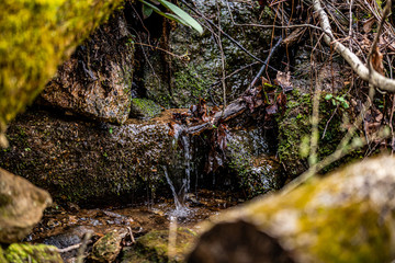 Small stream of water running through tree stump