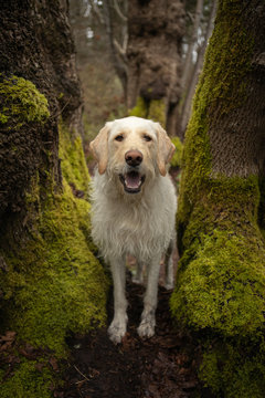 Young yellow labrador retriever dog in between mossy tree trunks in forest