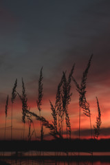 Sunset crops