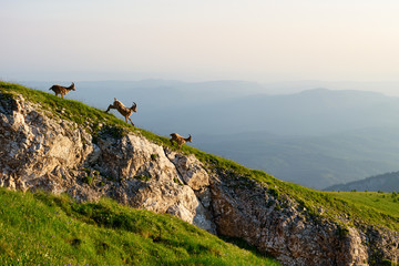 The West Caucasian tur (Capra caucasica) Beautiful mountain landscape with three running cute...