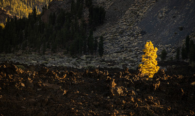 Teide National Park, Tenerife, Canary islands