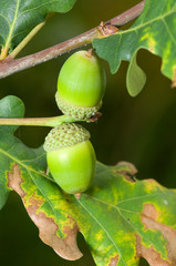 Obraz premium oak tree