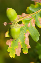 Obraz premium oak tree