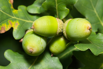 oak tree