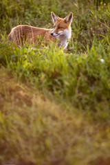 Naklejka na ściany i meble Red fox in its natural habitat - wildlife shot