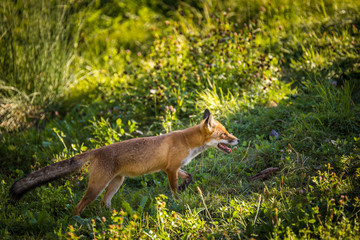 Naklejka na ściany i meble Red fox in its natural habitat - wildlife shot