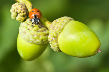 Ladybug in the oak