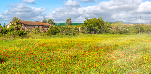 Fototapeta na wymiar Beautiful field of Red Poppies in spring season