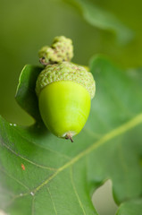 oak tree