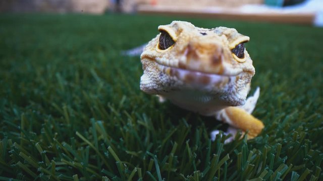 Happy Leopard Gecko Walking through Grass
