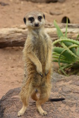 ミーアキャット。ニュージーランド、オークランドの動物園。Meerkat - Suricata suricatta standing on a stone at Auckland zoo, New Zealand
