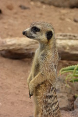 Fototapeta premium ミーアキャット。ニュージーランド、オークランドの動物園。Meerkat - Suricata suricatta standing on a stone at Auckland zoo, New Zealand