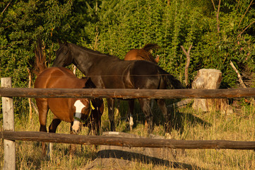 Horses in the farm