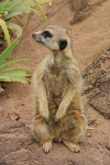 ミーアキャット。ニュージーランド、オークランドの動物園。Meerkat - Suricata suricatta standing on a stone at Auckland zoo, New Zealand