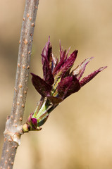 bud