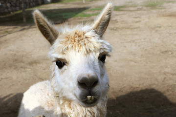  close up of a llama's face grimacing