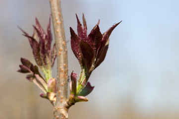 buds of tree in spring
