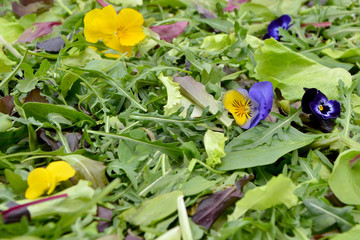 different greens mix salad  with violets and lettuce closeup 