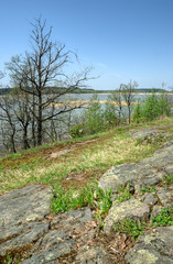 Obraz premium road in forest