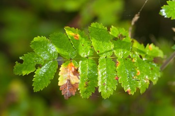green leaf with water drops