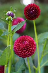 Three crimson pom pom dahlias. © Jennifer