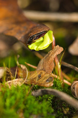 Acer platanoides