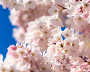 Bees on Cherry Blossoms in Portland, Oregon