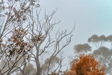Blue Mountains Trees shrouded by fog