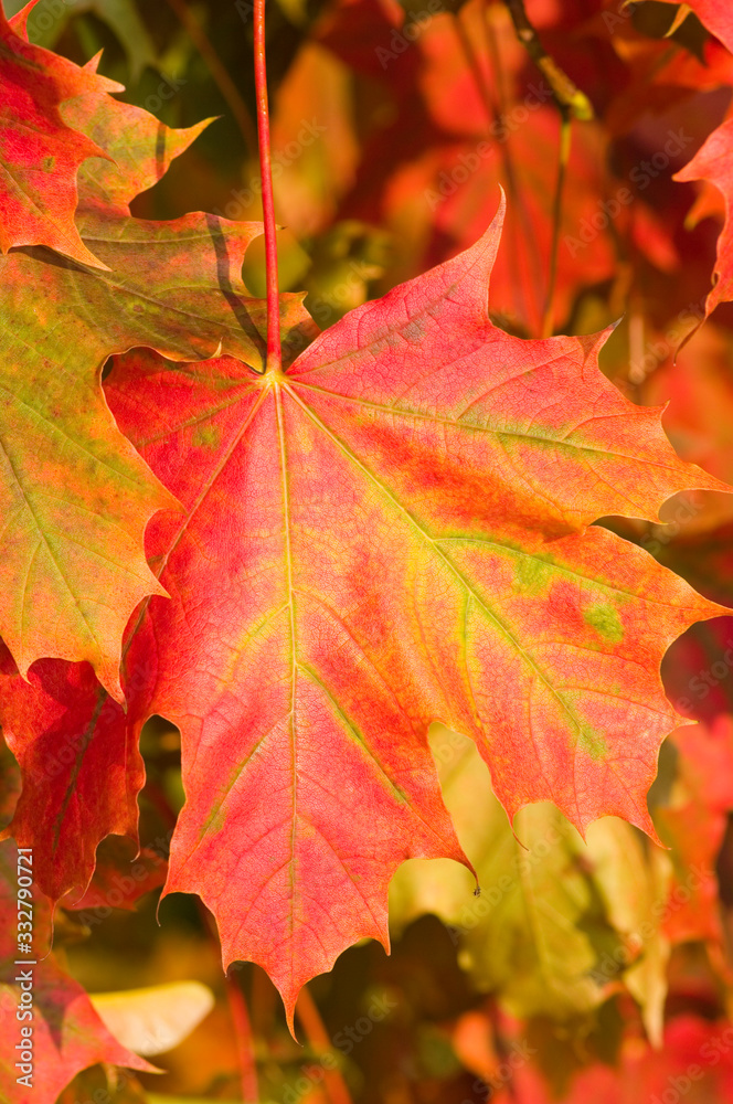 Wall mural Acer platanoides