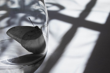 mariposa, animales, alto contraste, insecto, insectos