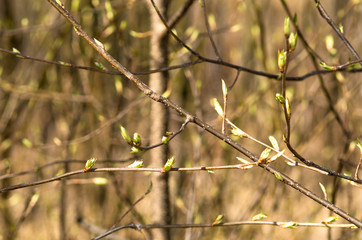 Bud