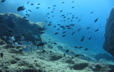 Beautiful Scenery in the Blue Sea, Underwater Ambience