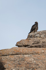 Adult Booted Eagle dark morph resting on a rock