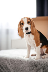 Portrait of a cute beagle puppy on a sofa, indoors