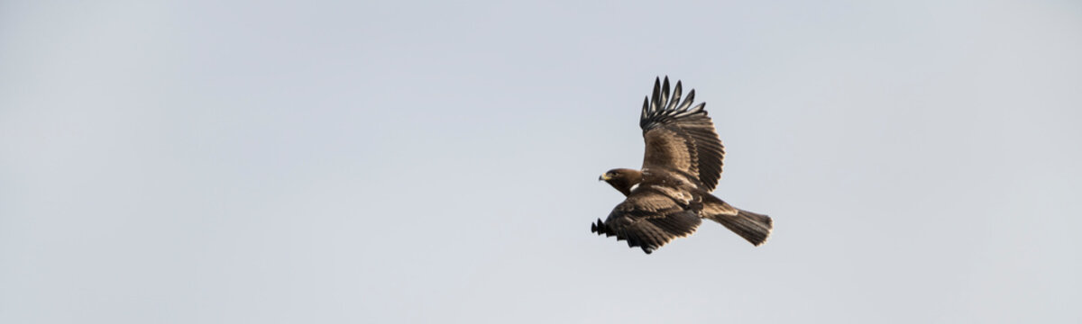 Adult Booted Eagle dark morph in flight with its remarkable landing lights
